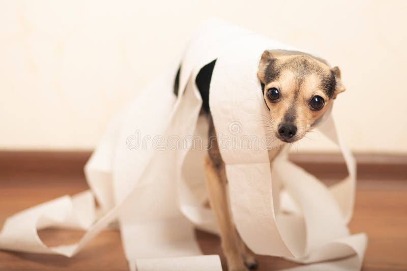 Inodoro Pequeño Cachorro Rollos De Papel de archivo - Imagen de casero, perro: