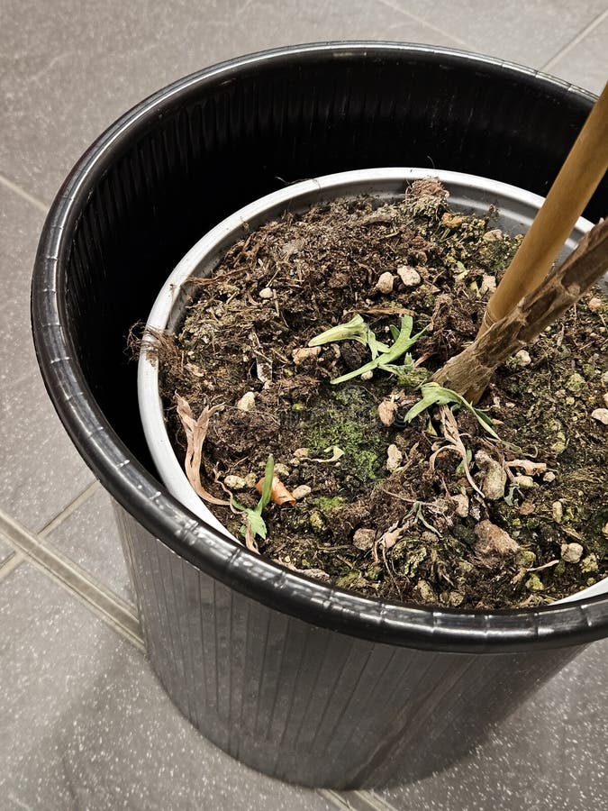 Inomhusanläggning med torr jord i Black Pot arkivbilder