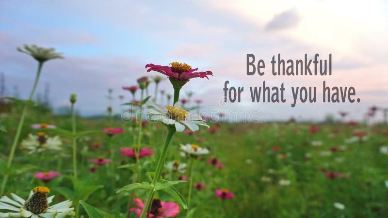 Blessings and thankful inspirational words with fresh meadow, zinnia flowers garden and colorful dreamy sky backgrounds. royalty free stock images Blessings and thankful inspirational words with fresh meadow, zinnia flowers garden and colorful dreamy sky backgrounds. royalty free stock images