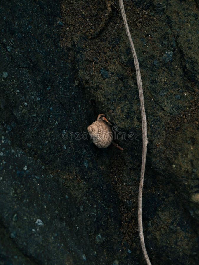 Inquadratura verticale di una littorea di periwinkle o di una littorina comune su una roccia fotografie stock libere da diritti