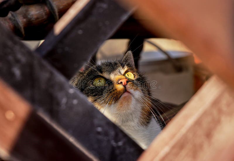 1 0 Wary Face Photos Free Royalty Free Stock Photos From Dreamstime 1 0 Wary Face Photos Free Royalty Free Stock Photos From Dreamstime