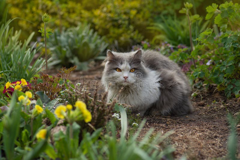 Inquisitieve kat ruikt gele bloem in een kleurrijke bloeiende tuin. kat die bijna gele bloeibloemen poetst stock fotografie Inquisitieve kat ruikt gele bloem in een kleurrijke bloeiende tuin. kat die bijna gele bloeibloemen poetst stock fotografie