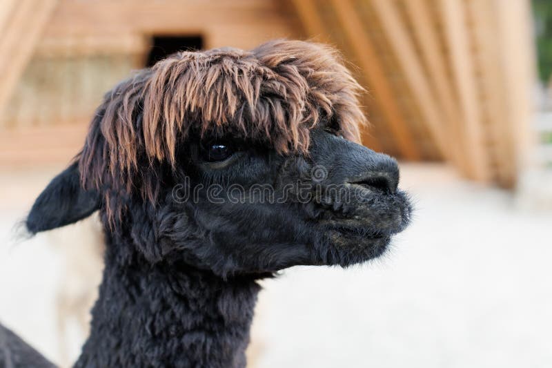 An inquisitive alpaca posing for a photo. Funny looking alpaca at farm stock image