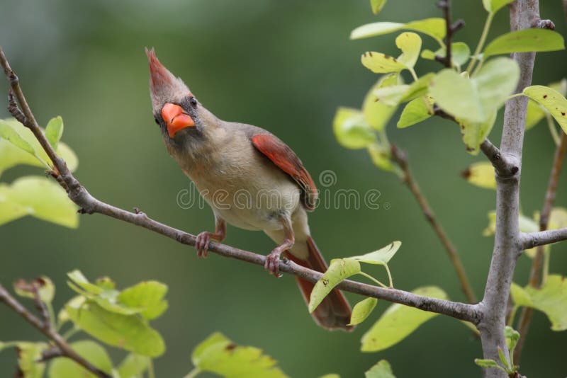 Inquisitive Cardinal