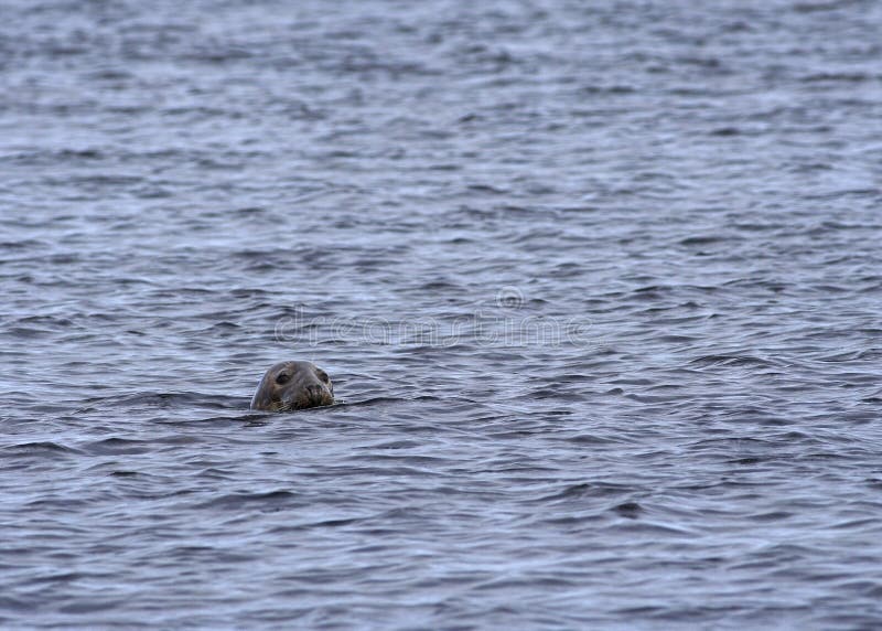 Inquisitive Grey Seal