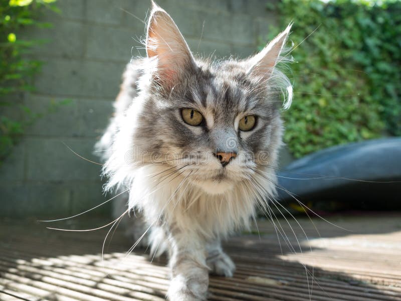 Pedigree Maine Coon Cat Hunting Stock Photo - Image of purebreed, coon ...