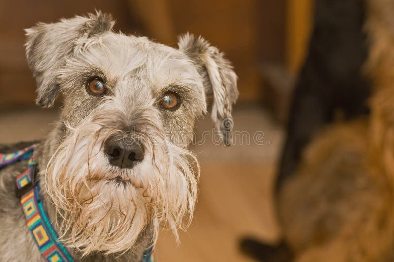 Inquisitive miniature schnauzer dog