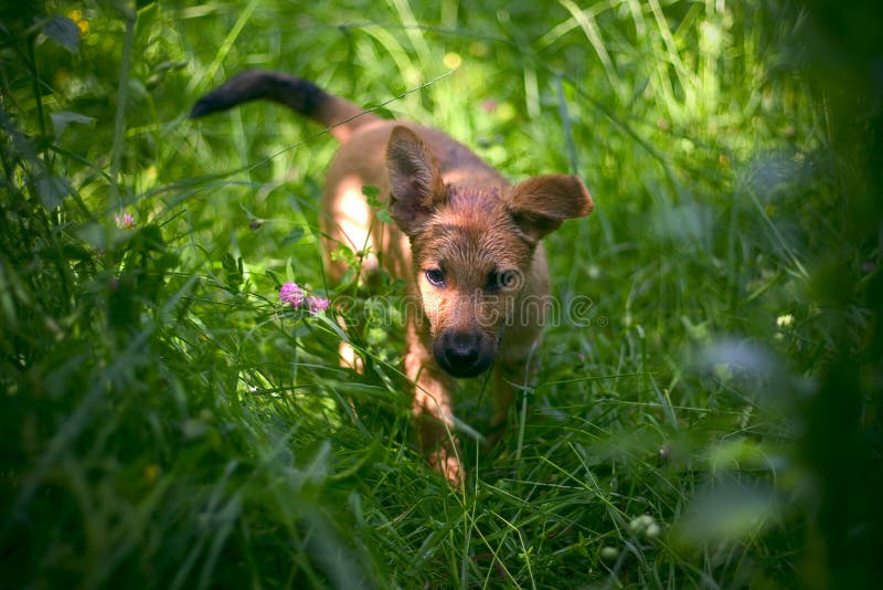 Inquisitive puppy