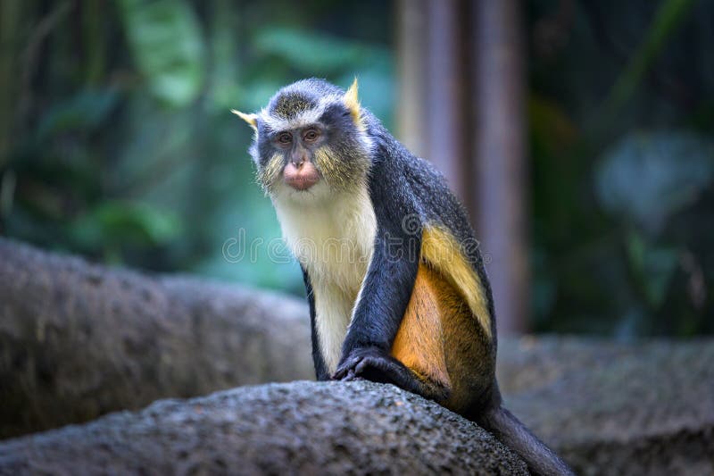 An inquisitive but suspicious Wolf`s Mona Monkey is observing its surroundings