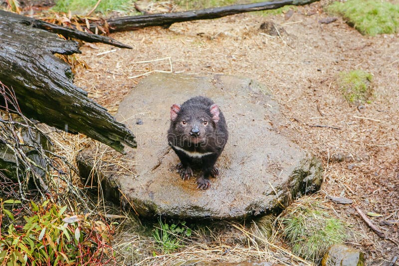 Tasmanian Devil in Tasmania Australia Stock Photo - Image of endangered
