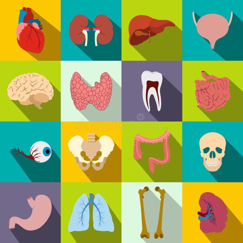 Inre organ sänker symboler vektor illustrationer Inre organ sänker symboler vektor illustrationer