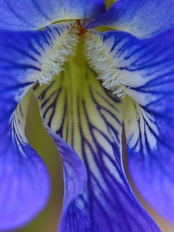 Close up of the inside of a Violet flower. Close up of the inside of a Violet flower.