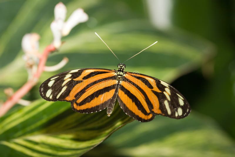 Download Insect 008 butterfly stock image. Image of branch, flora - 480573
