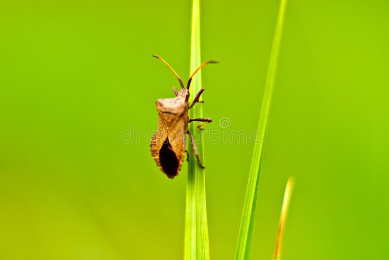 Insect stock image