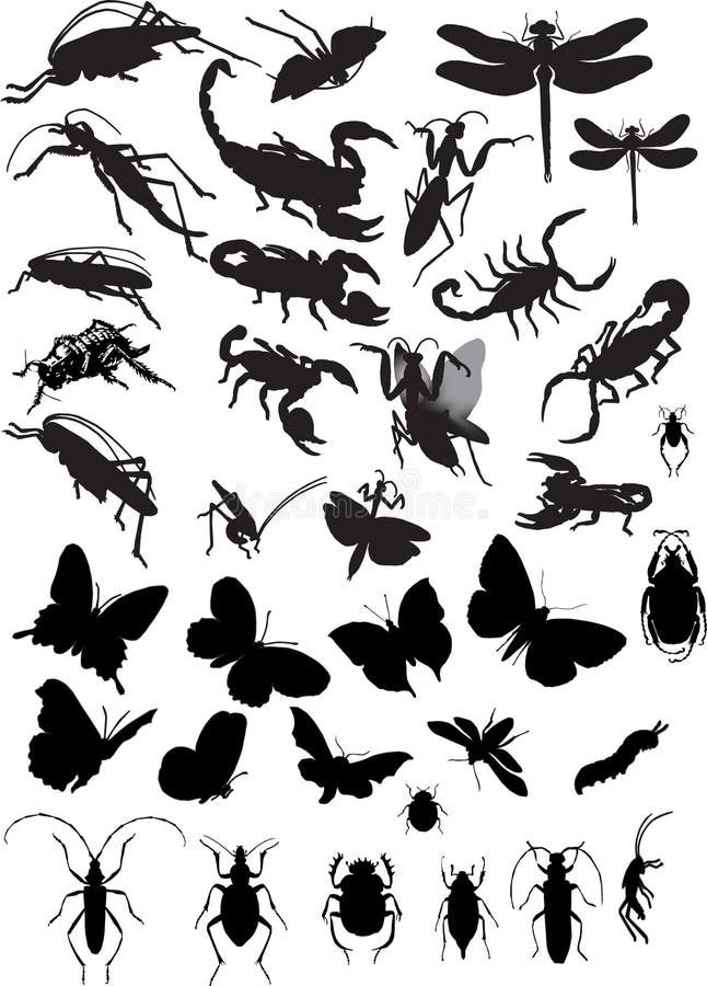 Collect of insect. Vector illustration.