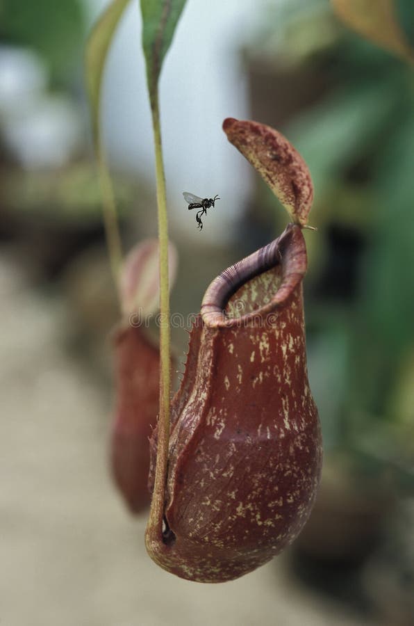 Insect approaching a carnivorous plant. royalty free stock photos Insect approaching a carnivorous plant. royalty free stock photos