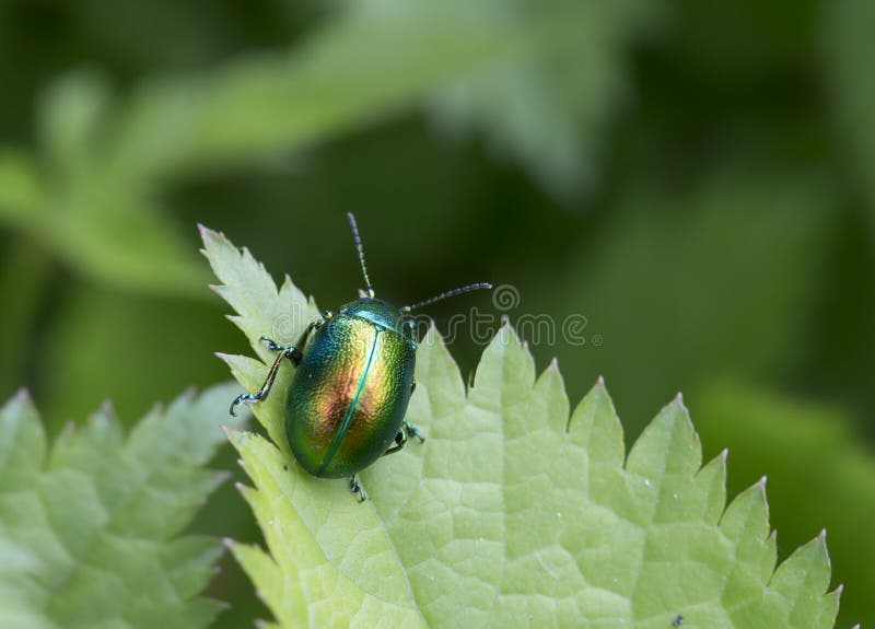 Insect beetle stock image. Image of macro, insect, leaf 54791471