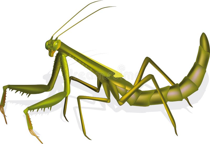 insect praying mantis the monster green. insect praying mantis the monster green