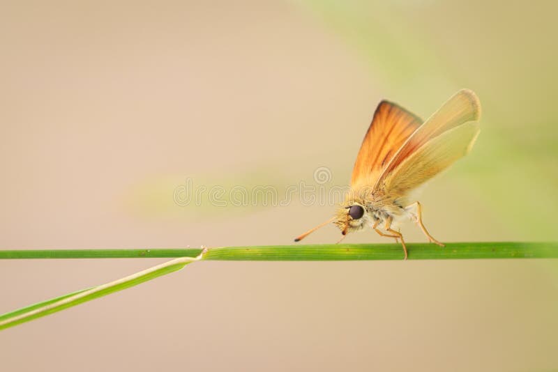 Insect on a blade of grass stock image. Image of stalk 73839951