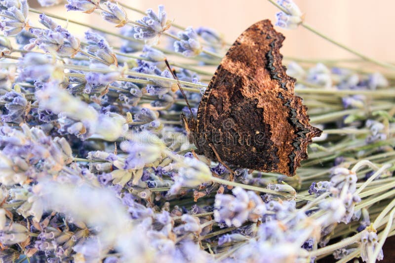 Insect butterfly hive stock photo. Image of urticaria 128255934