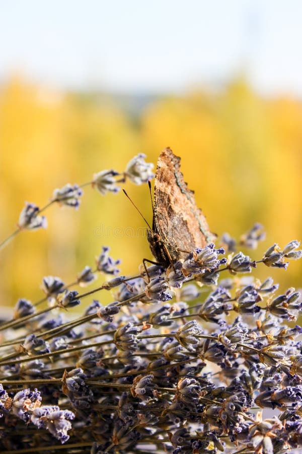 Insect butterfly hive stock photo. Image of insect, brick 128255532