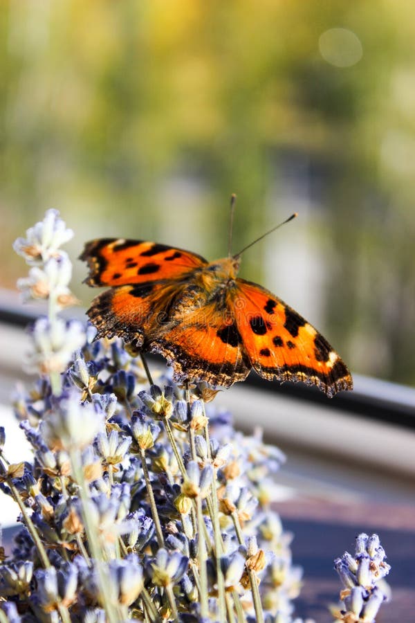 Insect butterfly hive stock photo. Image of urticaria 128255934