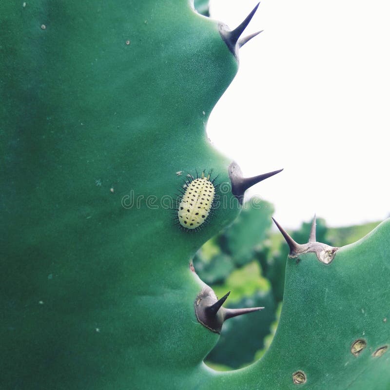 Insect on the cactus stock photo. Image of cactus, green 229430532