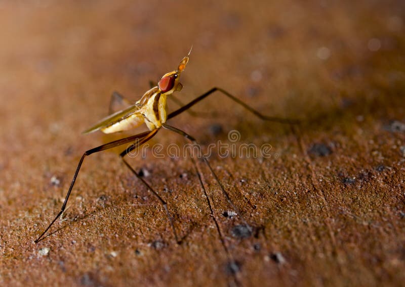 Insect cactusfly macro shot