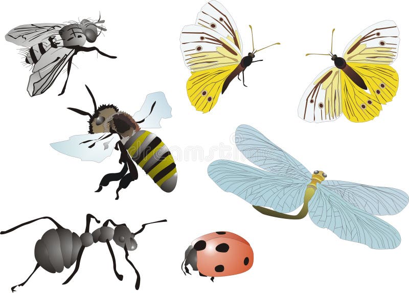 Insect collection