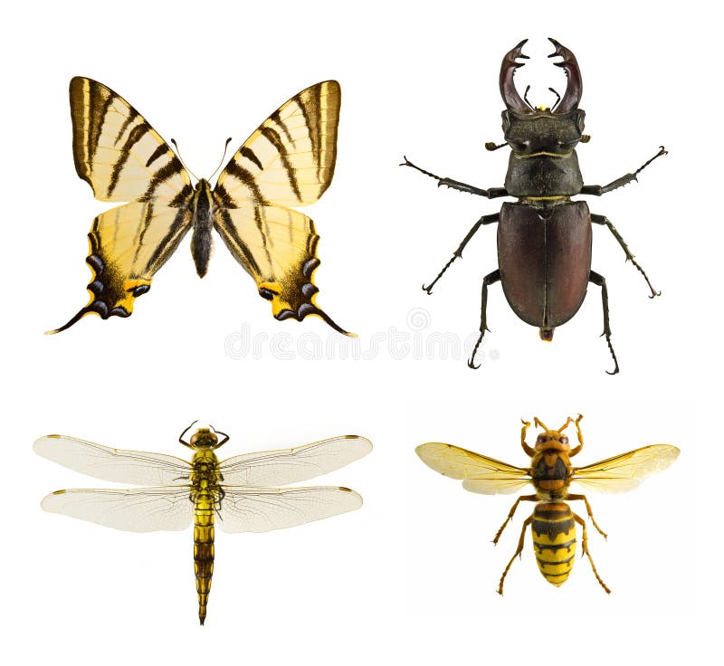 Insect collection with butterfly, wasp, dragonfly and beetle