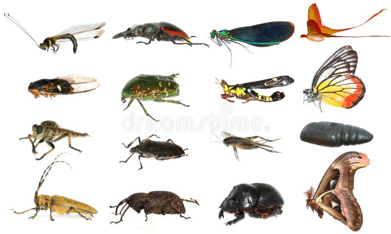 Insect collection on white background. Insect collection on white background