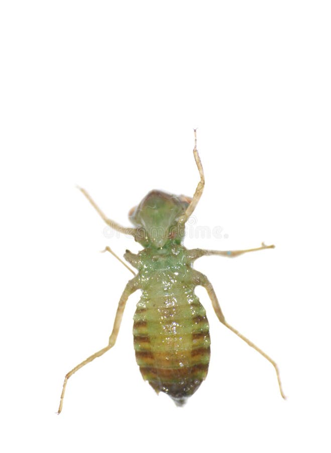 Insect dragonfly larva isolated in white