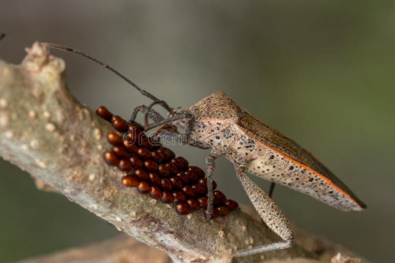 Insect with it eggs stock photo. Image of lizard, food 205392494