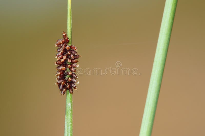 Insect eggs stock image. Image of close, small, preservation 41231413