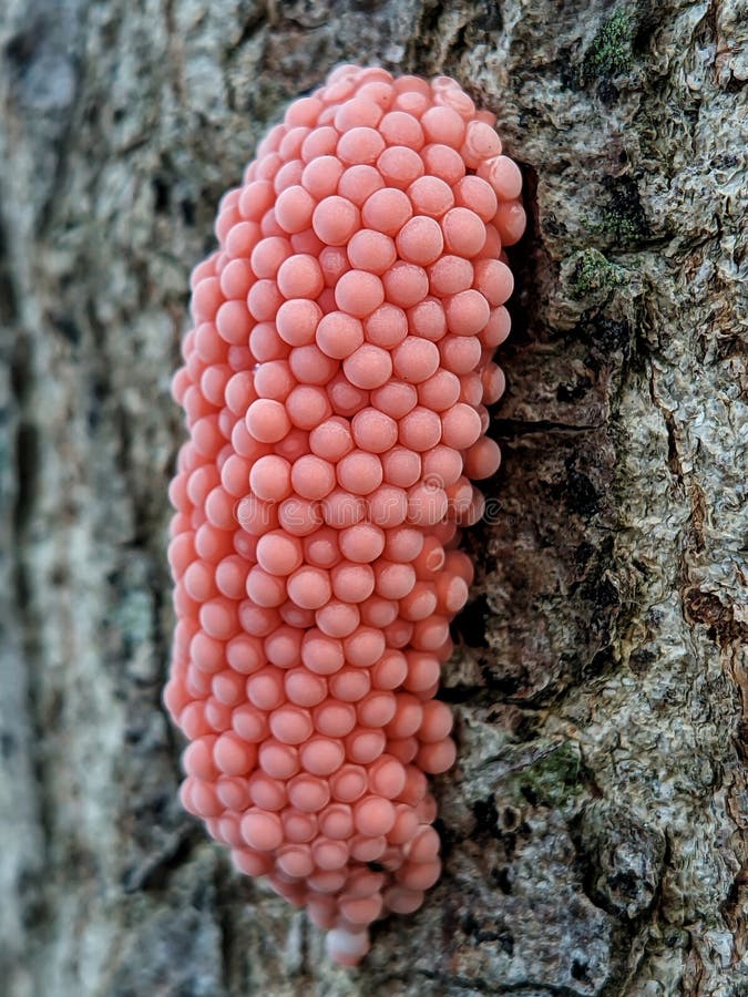 Insect Eggs Stick To Tree Trunks Stock Photo Image of flower, eggs