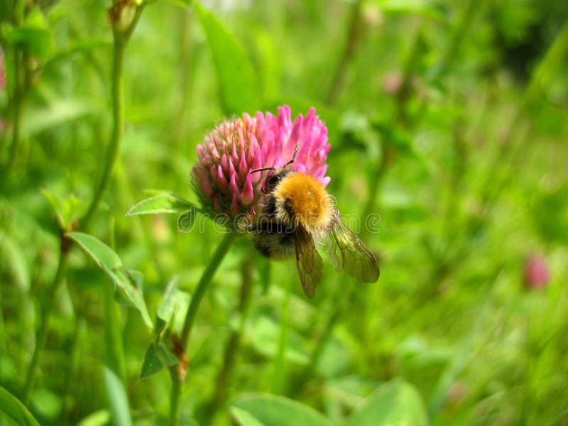 Insect and flower