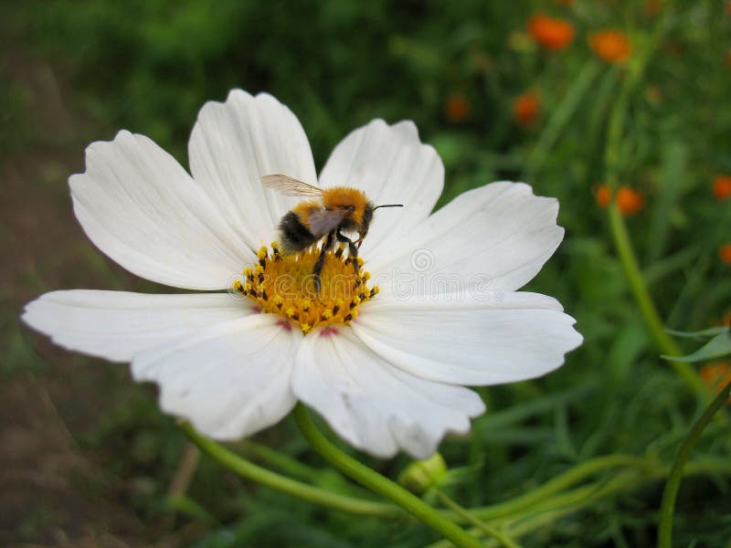 Insect and flower