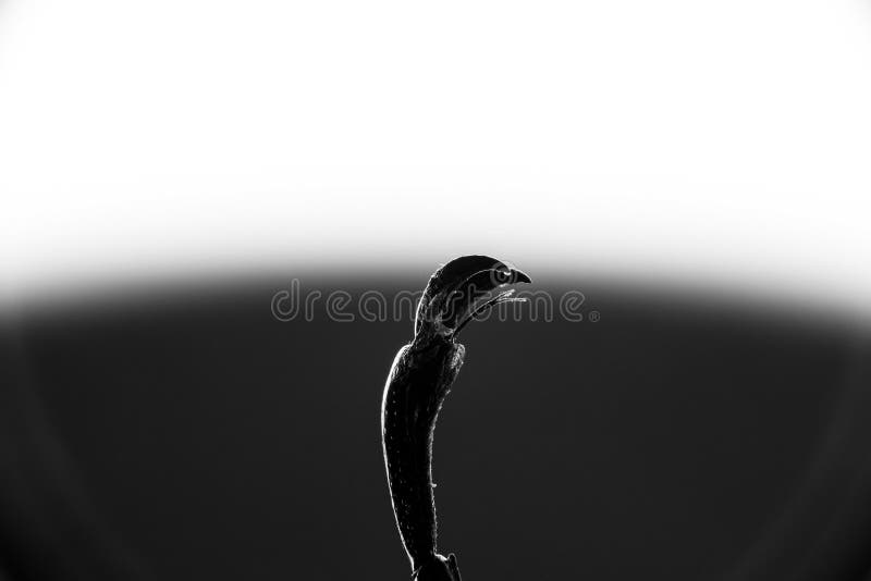 The insect foot under a strong increase. In a black and white version. Super Macro royalty free stock photography The insect foot under a strong increase. In a black and white version. Super Macro royalty free stock photography