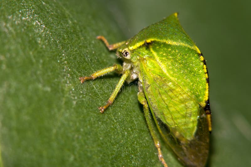 Insect, gelijkend op een klein groen blad Macro stock afbeeldingen