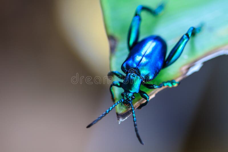 Insect on green leaf