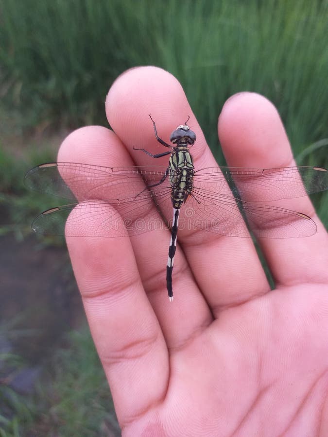 21,004 Insect Hand Photos Free & RoyaltyFree Stock Photos from