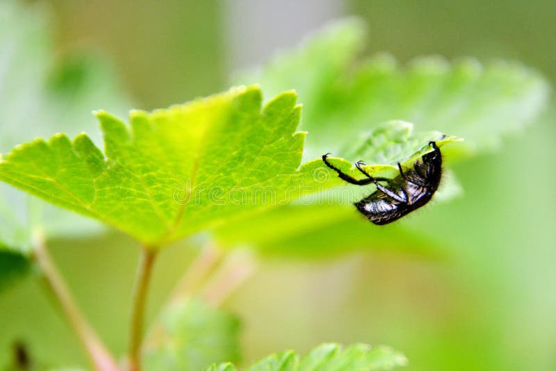 The insect beetle or cockroach hanging on the fresh green leaf. Cockroach isolated water stock images, royalty-free photos and pictures