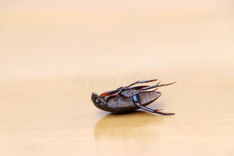 Insect lie supine on the wooden floor. royalty free stock image