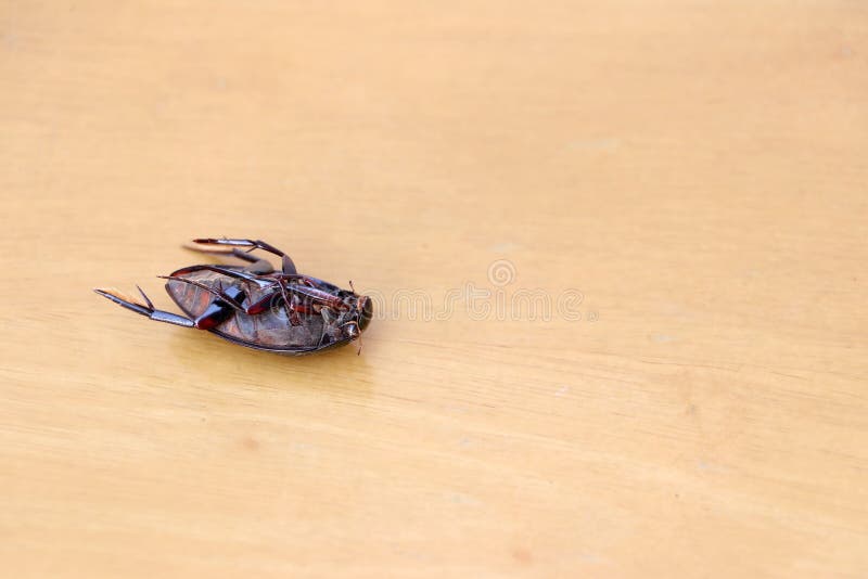 Insect lie supine on the wooden floor. stock photography