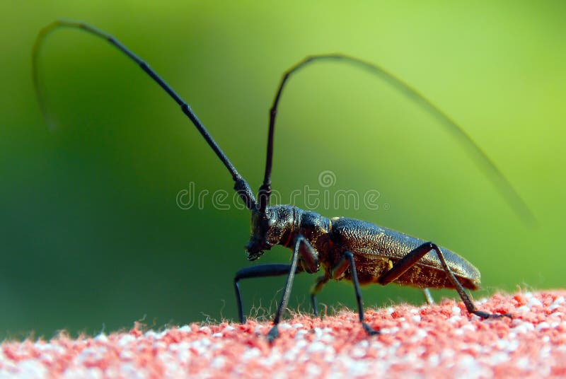 Insect with long antennae stock photo. Image of feelers 13276784