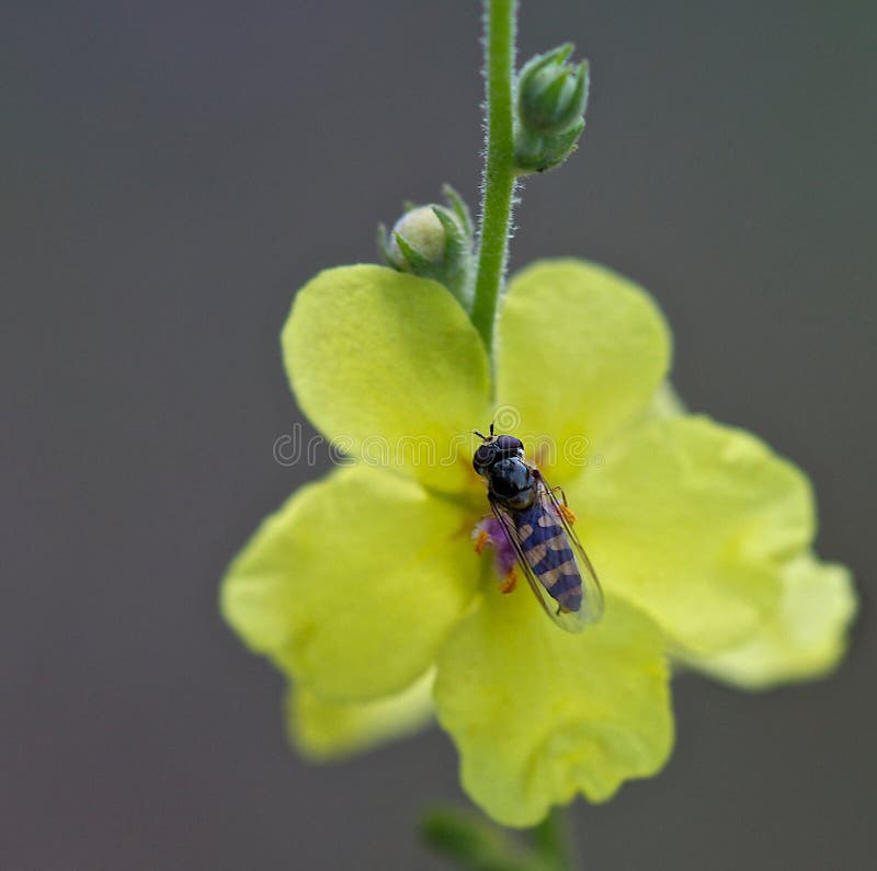 Insect Pollinating a Yellow Flower Stock Image Image of syrphidae, flower 189520387