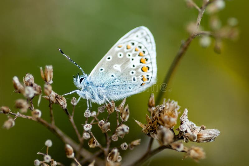 Insect portrait common blue butterfly