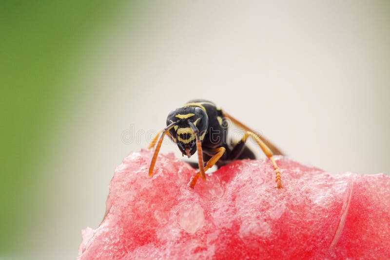Striped Wasp with a Stuck Out Sting and Drops of Poison Removed Stock