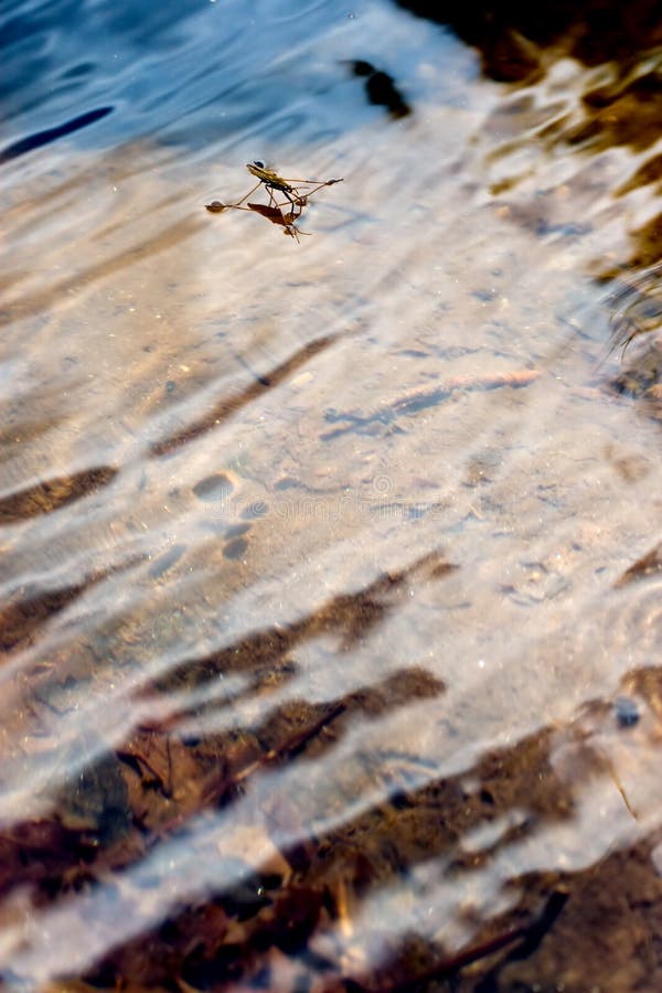 Insect on water stock images