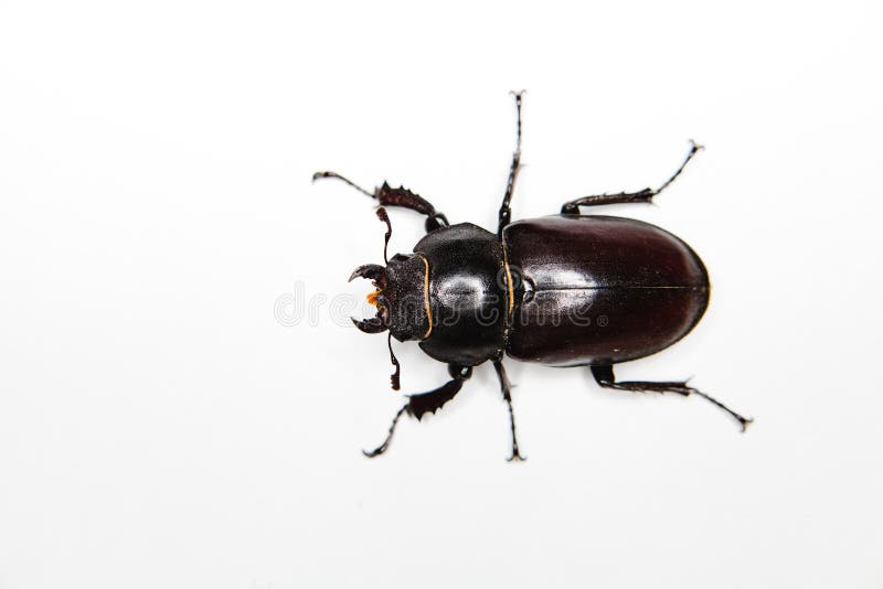 Insect on White Background - Six Legs Stock Image - Image of legs, beetle:  141163463